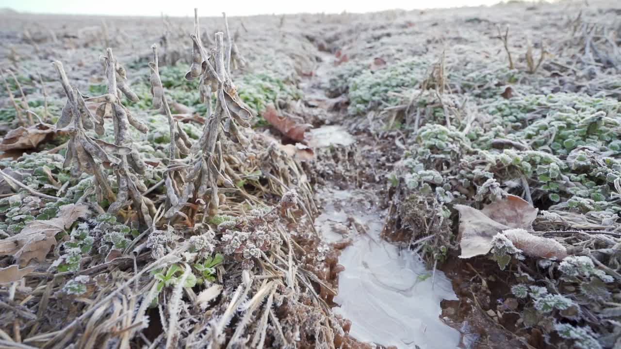 A small stream of water has frozen shut over night. It is in the middle of a cut soybean field