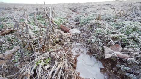 a small stream of water has frozen shut over night. it is in the middle of a cut soybean field