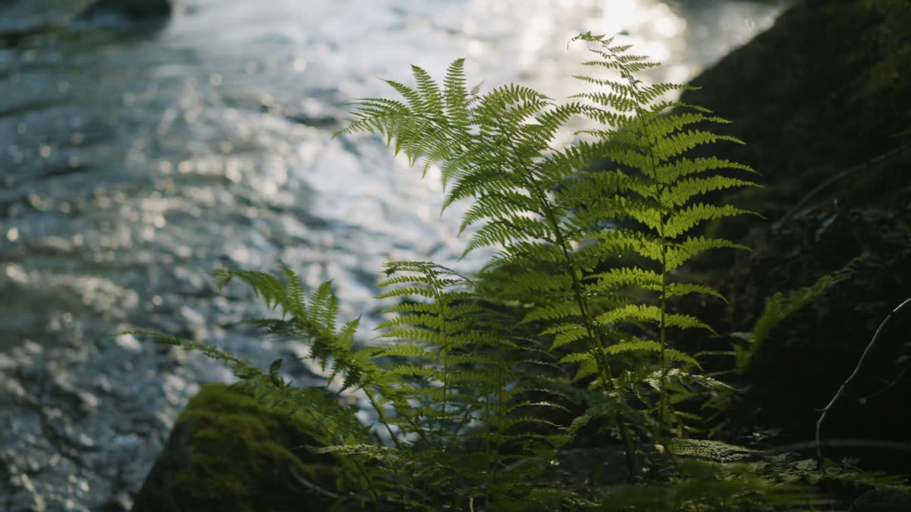a close up shot of a Lush green Lady Ferns and Moss growing on a river rock on a river in Lions Bay, British Columbia, Canada