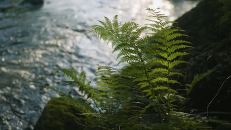a close up shot of a lush green lady ferns and moss growing on a river rock on a river in lions bay, british columbia, canada