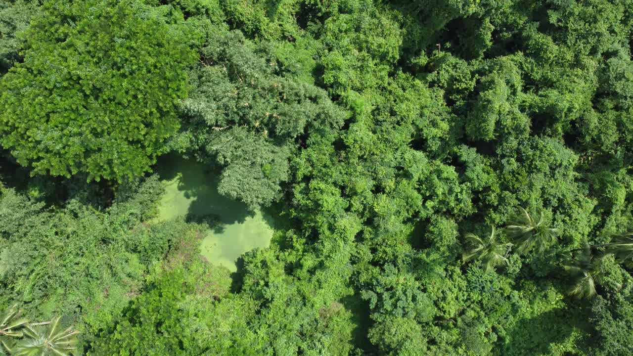 vista aérea de una especie de jungla o bosque verde profundo