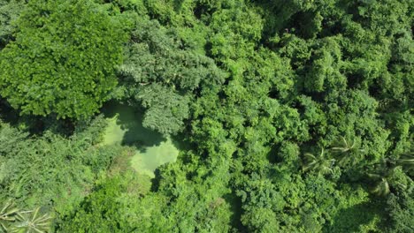 Luftaufnahme,-Art-Tiefgrüner-Dschungel-Oder-Wald