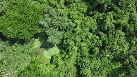 aerial view sort of deep green jungle or forest