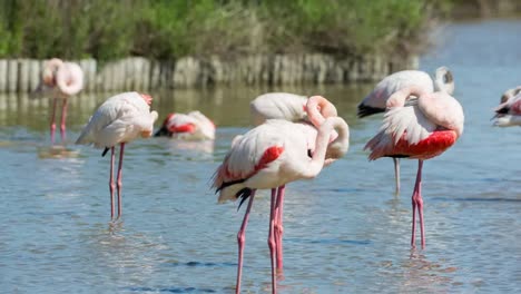flamencos carmargue 27