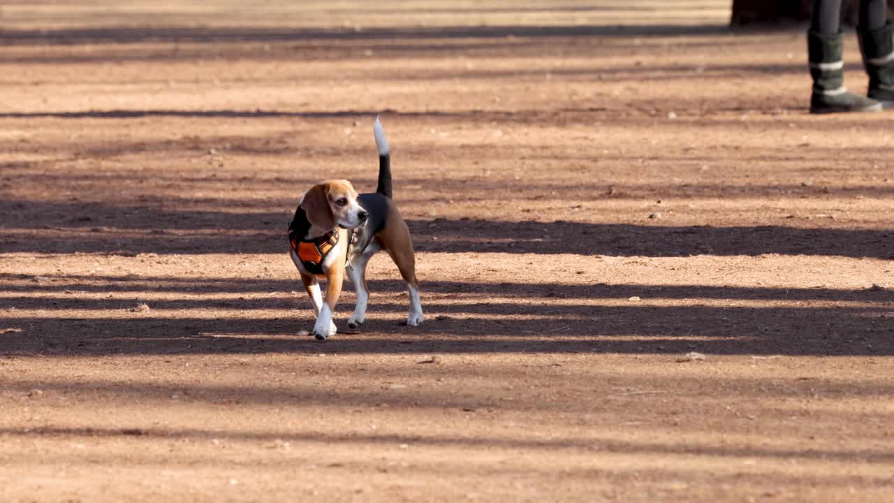 perro corriendo y atrapando una pelota en el parque