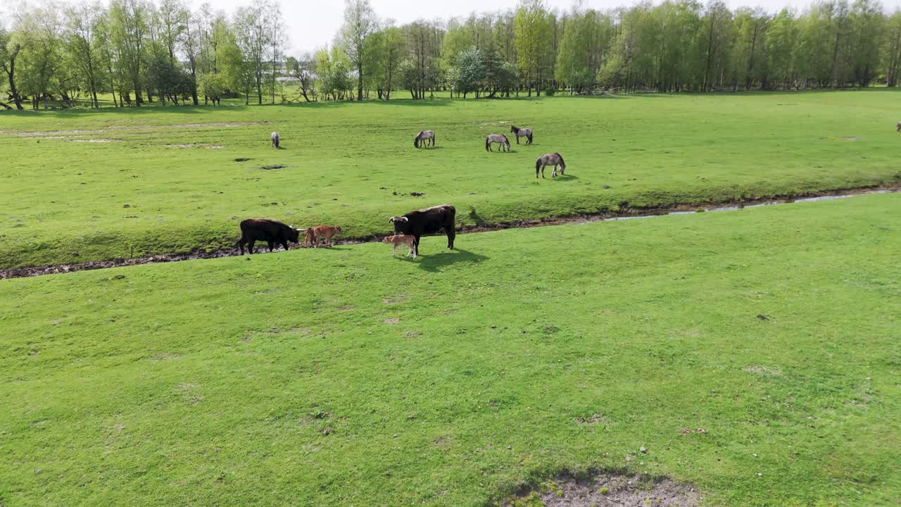 caballos salvajes y vacas auroxen en un paisaje abierto ubicado a las orillas del lago pope, letonia