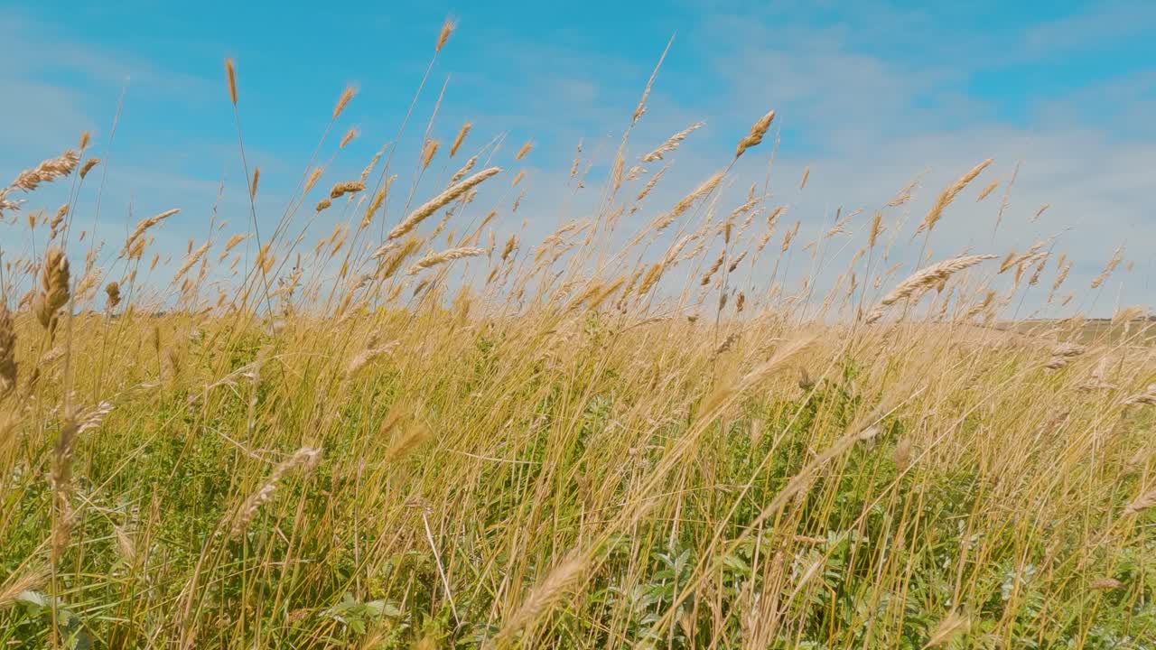 un paisaje sereno de un vasto campo bajo un cielo azul claro con nubes dispersas