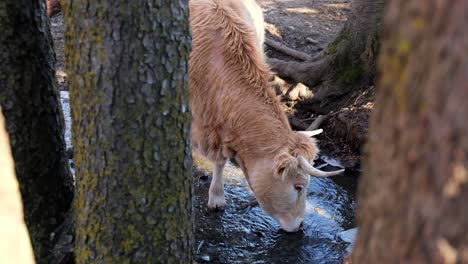cow drinking water in nature in sunlight