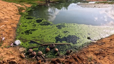 polluted pond with algae and trash