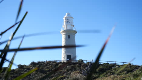 revelar el faro blanco detrás de las cañas