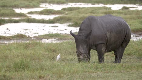 Ein-Spitzmaulnashorn-Und-Kuhreiher,-Gefährdete-Arten-Im-Aberdare-Nationalpark,-Kenia,-Afrika