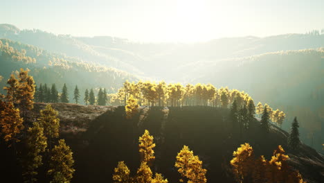 majestic trees with sunny beams at mountain valley