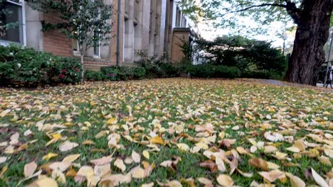 fallen leaves in a courtyard during autumn