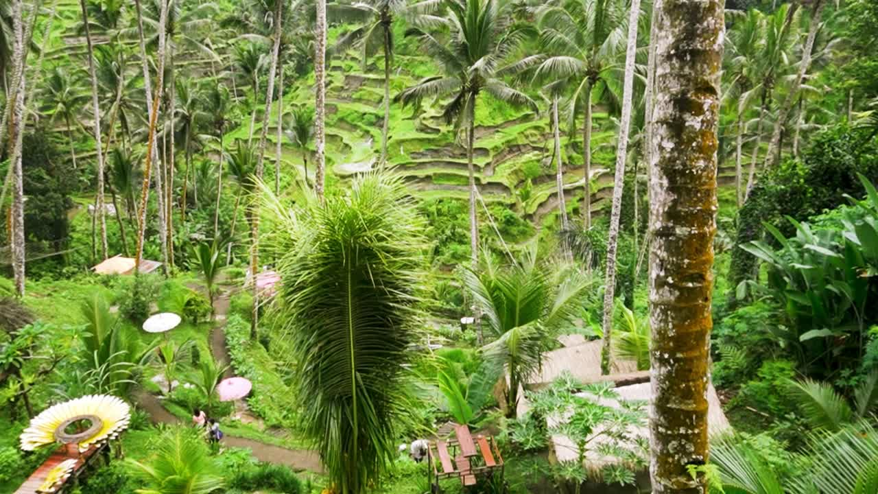 Incredibile ampia veduta della ricca vegetazione nelle Terrazze di Riso di Tegallalang a Ubud.