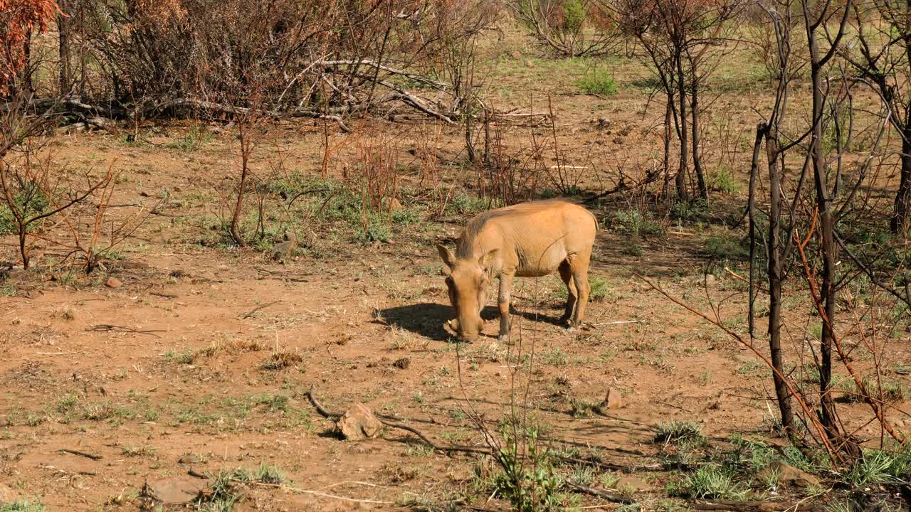 Afrikansk scene med almindeligt vortesvin der græsser, Afrika. Håndholdt