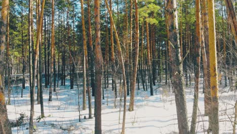 Movimiento-A-Través-De-Un-Bosque-Verde-Y-Espeso-Con-Finos-Pinos