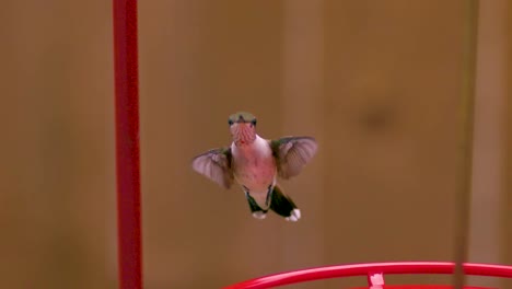 a hummingbird hovering in the air by flapping its wings really fast in slow motion with the background cinematically blurred