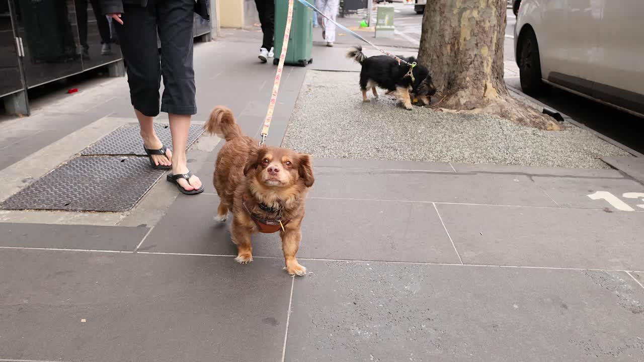 두 마리의 개가 보행길에서 주인과 함께 고 있다