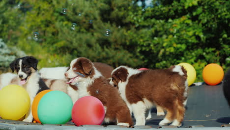 Spaß-Mit-Haustieren-Haben---Hunde-Laufen-In-Der-Nähe-Von-Luftballons-Auf-Einem-Trampolin-Herum,-Seifenblasen-Fliegen-Um-Sie-Herum