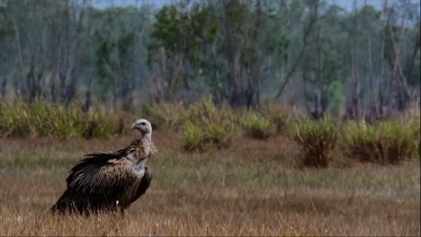 The-Himalayan-Griffon-Vulture-is-Near-Threatened-due-to-toxic-food-source-and-habitat-loss