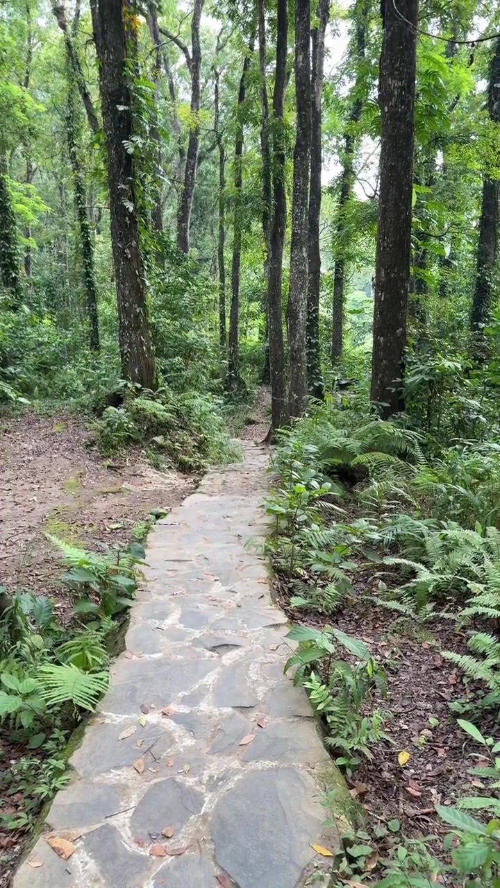 Un sendero de piedra que serpentea a través de un bosque verde y exuberante