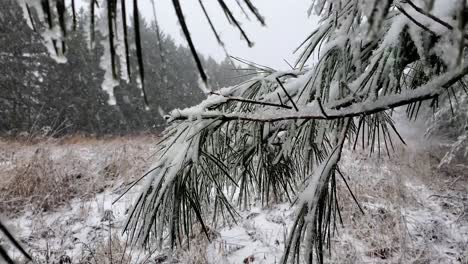 decent snow fall in pine trees