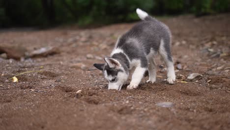 siberian husky dog , baby husky dog, puppy , dog in river , nature , domestic animal in a lake, alaskan, playful dog