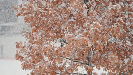 Heavy and wet first snow slowly falls on dry oak tree leaves