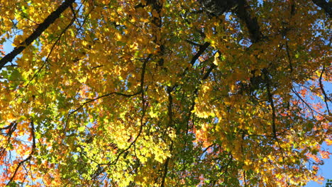 Low-angle-view-of-autumn-leaves-4k