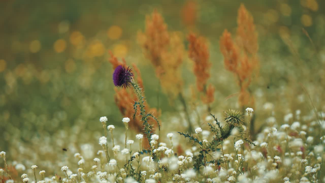 flor de cardo púrpura oscura rodeada de pequeñas flores y malezas en el campo de verano
