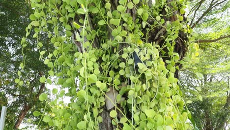 Vine leaves climbing and covering a tree trunk