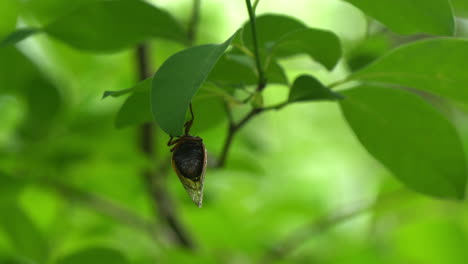 rear angle view of brood x cicada hanging upside on plant