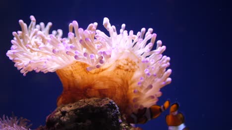 Clownfische-Schwimmen-Durch-Anemonen-Im-Becken-Im-Sydney-Aquarium