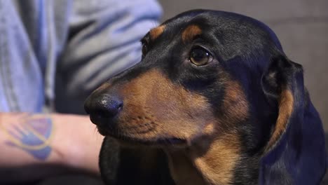 Un-Pequeño-Perro-Triste-Está-Esperando-A-Su-Dueño