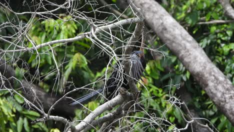 Anhinga-En-Bus-Uhd-Mp4-4k