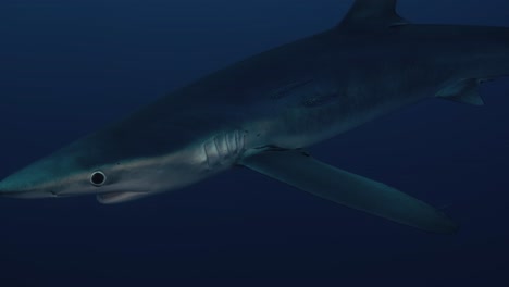 large blue shark swimming through the ocean with small fish next to it