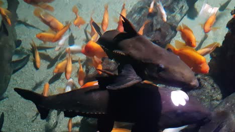 ripsaw catfish swimming above red devil cichlid fishes