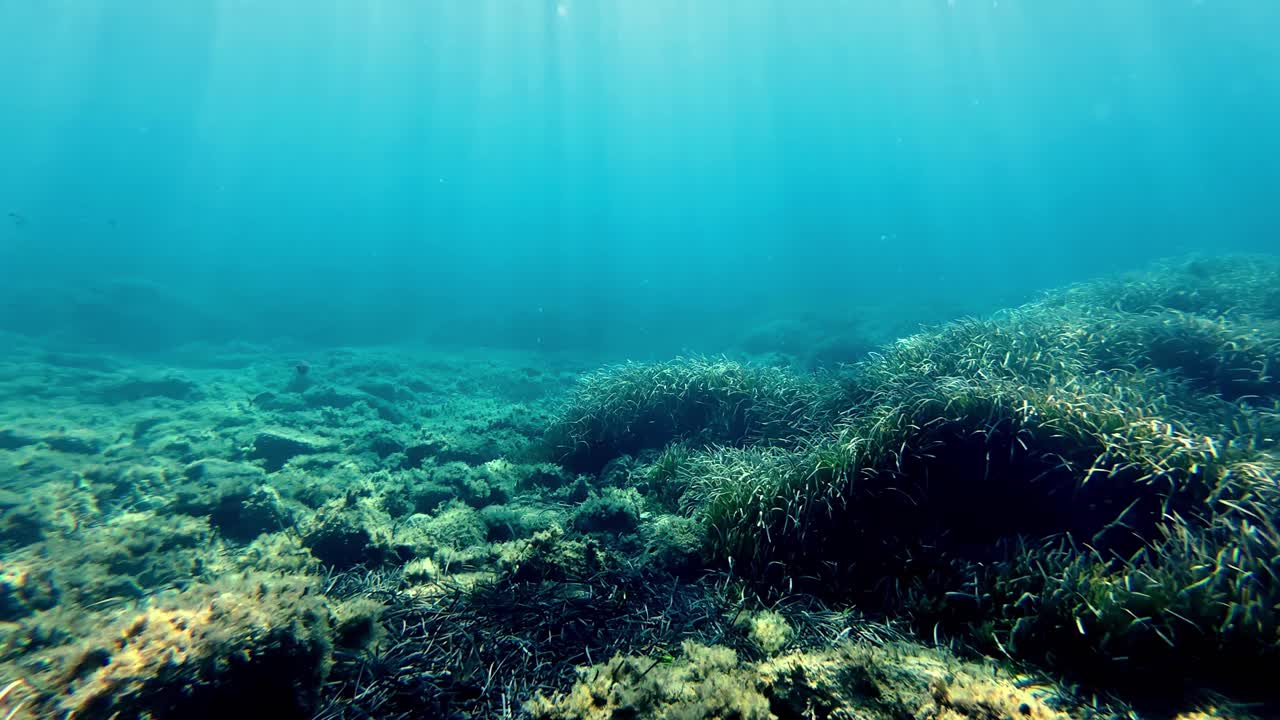 Vibrant Underwater Posidonia Seagrass Meadow Bathed in Ethereal Sunlight Rays Piercing Through Clear Blue Ocean Surface on a Calm Summer Day Mediterranean Marine Ecosystem Wide Angle Cinematic View
