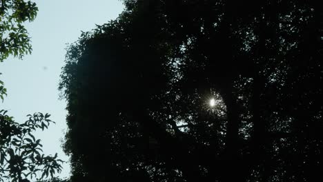 sunlight filters through dense tree foliage, creating a natural starburst effect