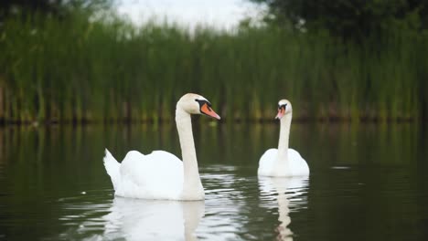 Couple-of-two-white-eurasian-swan-float-on-placid-lake-in-green-environment