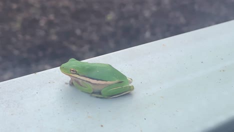 frog sitting on window seal