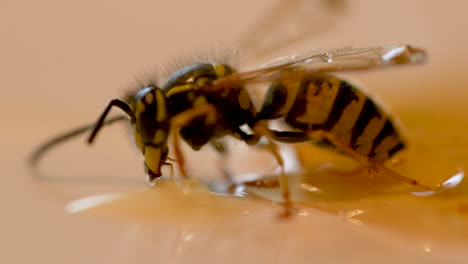 honeybee trapped in honey drop trying to entangle,close up