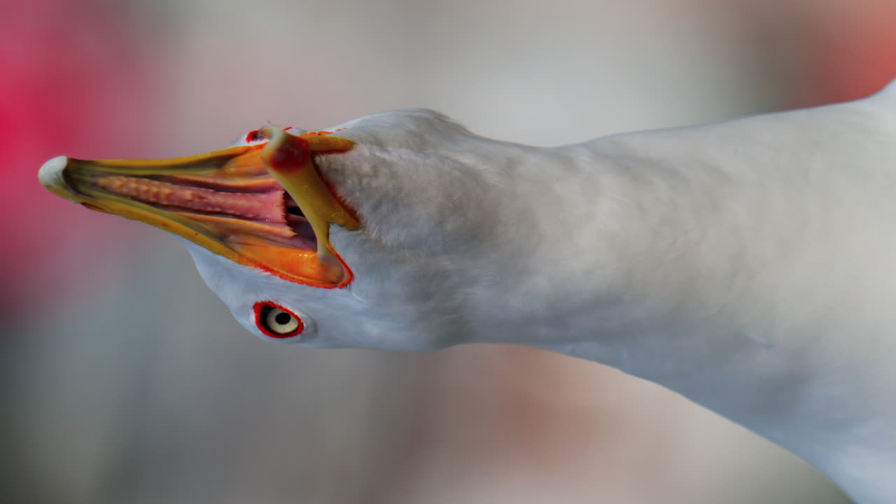 Close up of a seagull on a blurred background. Vertical
