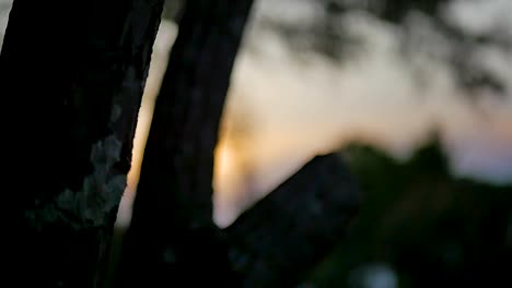 beautiful sunset with tree in view