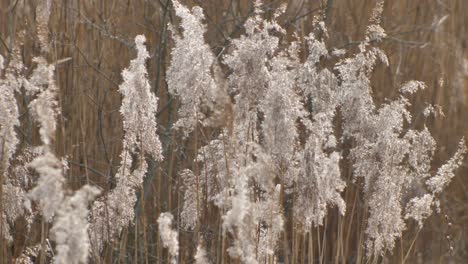 Trockenes-Langrohrgras-Bewegt-Sich-Sanft-Im-Wind