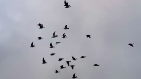 a flock of pigeons in flight against an overcast sky, low angle slow motion wide shot