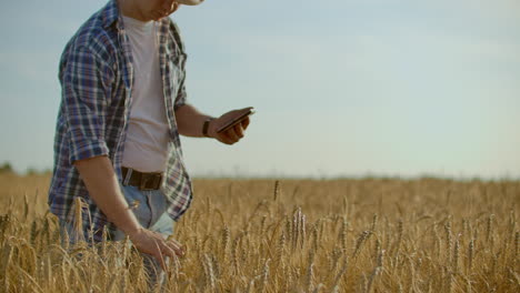 stylish old caucasian farmer walking in the golden wheat field on his farm during the morning sunrise