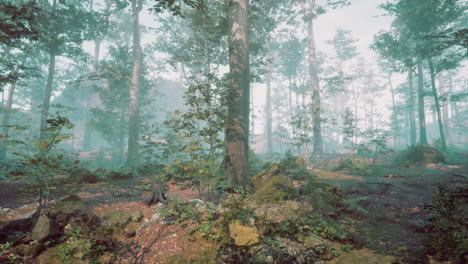 misty forest landscape