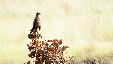 Savannenfalke-Auf-Der-Jagd