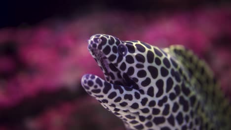 close up shot of a honeycomb moray eel resting with bright reef in the background